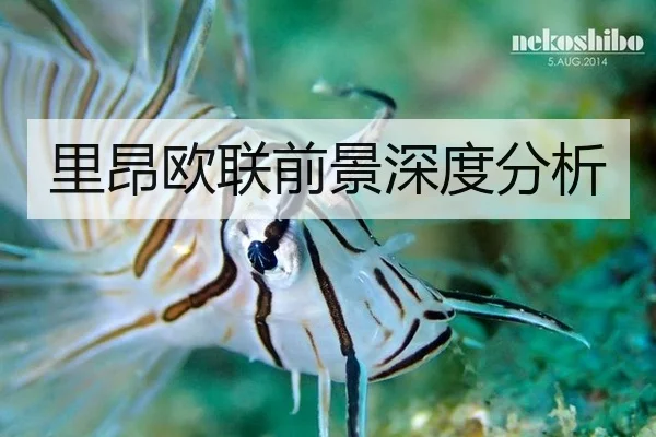 里昂欧联前景深度分析